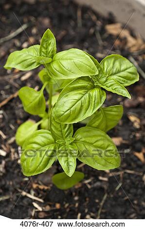 USA, Florida, Jacksonville, Basil growing in garden View Large Photo Image Stock Photo - USA, Florida, Jacksonville, Basil growing in garden. Fotosearch