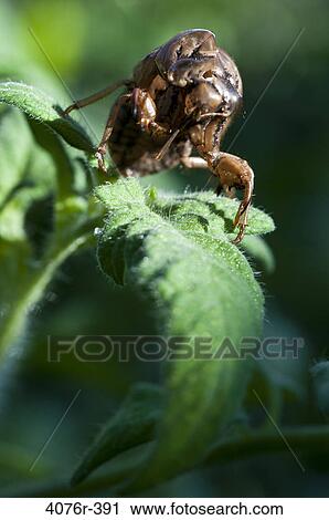 USA, Florida, Jacksonville, Cicada bug shell on tomato leaf View Large Photo Image Stock Image - USA, Florida, Jacksonville, Cicada bug shell on tomato leaf. Fotosearch