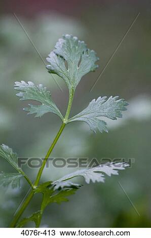 USA, Florida, Jacksonville, Cilantro growing in garden View Large Photo Image Stock Image - USA, Florida, Jacksonville, Cilantro growing in garden. Fotosearch