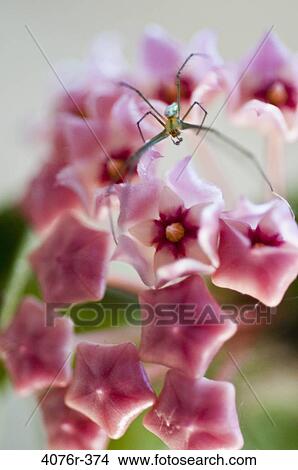 USA, Florida, Jacksonville, Close-up of Wax plant (Hoya carnosa) View Large Photo Image Picture - USA, Florida, Jacksonville, Close-up of Wax plant (Hoya carnosa). Fotosearch