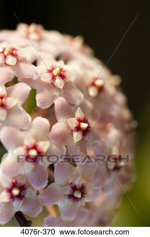 USA, Florida, Jacksonville, Close-up of Wax plant (Hoya carnosa) View Large Photo Image Stock Image - USA, Florida, Jacksonville, Close-up of Wax plant (Hoya carnosa). Fotosearch