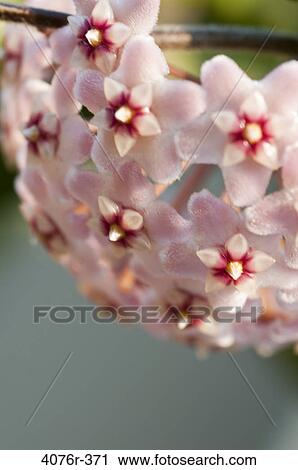 Stock Image - USA, Florida, Jacksonville, Close-up of Wax plant (Hoya carnosa). Fotosearch