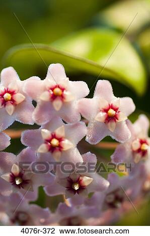 USA, Florida, Jacksonville, Close-up of Wax plant (Hoya carnosa) View Large Photo Image Stock Image - USA, Florida, Jacksonville, Close-up of Wax plant (Hoya carnosa). Fotosearch