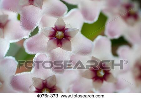 USA, Florida, Jacksonville, Close-up of Wax plant (Hoya carnosa) View Large Photo Image Stock Image - USA, Florida, Jacksonville, Close-up of Wax plant (Hoya carnosa). Fotosearch