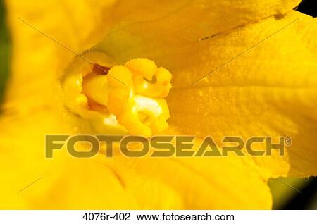 USA, Florida, Jacksonville, Close-up of squash flower View Large Photo Image Stock Image - USA, Florida, Jacksonville, Close-up of squash flower. Fotosearch