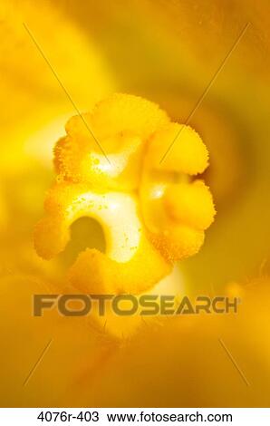 USA, Florida, Jacksonville, Close-up of squash flower View Large Photo Image Stock Image - USA, Florida, Jacksonville, Close-up of squash flower. Fotosearch