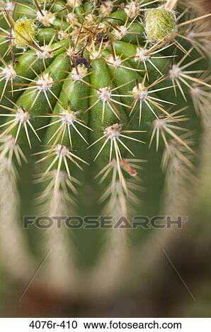 USA, Florida, Jacksonville, Close-up of cactus View Large Photo Image Stock Image - USA, Florida, Jacksonville, Close-up of cactus. Fotosearch