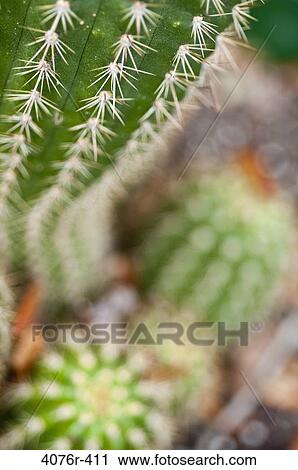USA, Florida, Jacksonville, Close-up of cactus View Large Photo Image Stock Image - USA, Florida, Jacksonville, Close-up of cactus. Fotosearch