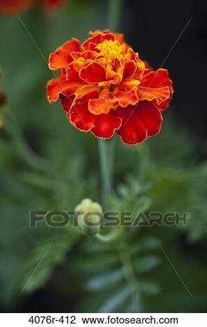 USA, Florida, Jacksonville, Close-up of red marigold growing in garden View Large Photo Image Stock Image - USA, Florida, Jacksonville, Close-up of red marigold growing in garden. Fotosearch