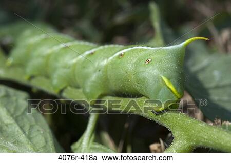 USA, Florida, Jacksonville, Close-up of tomato hornworm (Manduca quinquemaculata) caterpillar on plant View Large Photo Image Stock Image - USA, Florida, Jacksonville, Close-up of tomato hornworm (Manduca quinquemaculata) caterpillar on plant. Fotosearch