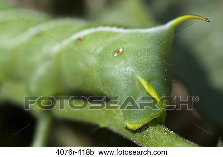 USA, Florida, Jacksonville, Close-up of tomato hornworm (Manduca quinquemaculata) caterpillar on plant View Large Photo Image Stock Image - USA, Florida, Jacksonville, Close-up of tomato hornworm (Manduca quinquemaculata) caterpillar on plant. Fotosearch