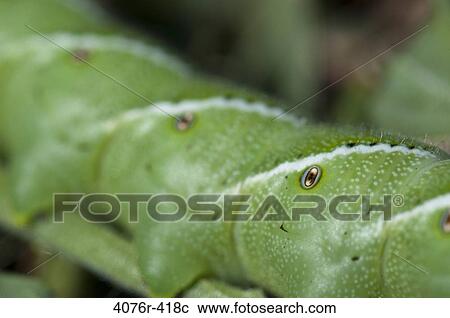 Stock Image - USA, Florida, Jacksonville, Close-up of tomato hornworm (Manduca quinquemaculata) caterpillar on plant. Fotosearch