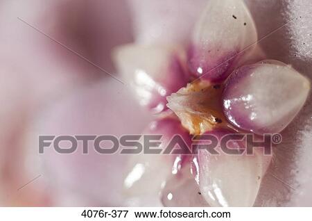 USA, Florida, Jacksonville, Close-up of Wax plant (Hoya carnosa) View Large Photo Image Stock Photo - USA, Florida, Jacksonville, Close-up of Wax plant (Hoya carnosa). Fotosearch