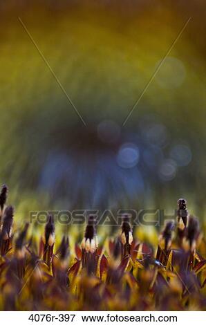 Stock Photo - USA, Florida, Jacksonville, Close-up of sunflower seeds. Fotosearch