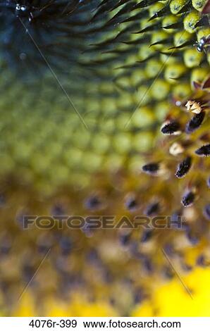 Stock Photo - USA, Florida, Jacksonville, Close-up of sunflower seeds. Fotosearch