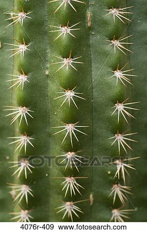 USA, Florida, Jacksonville, Close-up of cactus View Large Photo Image Stock Photo - USA, Florida, Jacksonville, Close-up of cactus. Fotosearch