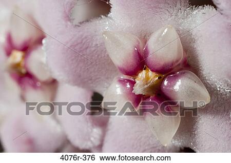 USA, Florida, Jacksonville, Close-up of Wax plant (Hoya carnosa) View Large Photo Image Stock Photograph - USA, Florida, Jacksonville, Close-up of Wax plant (Hoya carnosa). Fotosearch