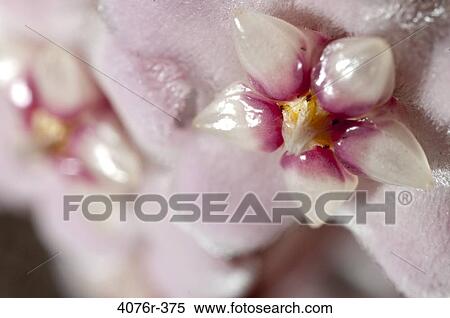 USA, Florida, Jacksonville, Close-up of Wax plant (Hoya carnosa) View Large Photo Image Stock Photography - USA, Florida, Jacksonville, Close-up of Wax plant (Hoya carnosa). Fotosearch