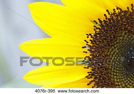 USA, Florida, Jacksonville, Close-up of sunflower View Large Photo Image Stock Photography - USA, Florida, Jacksonville, Close-up of sunflower. Fotosearch