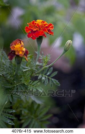USA, Florida, Jacksonville, Close-up of red marigold growing in garden View Large Photo Image Stock Photography - USA, Florida, Jacksonville, Close-up of red marigold growing in garden. Fotosearch