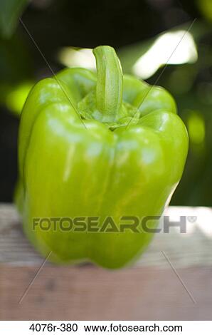 USA, Florida, Jacksonville, Green bell pepper View Large Photo Image Stock Image - USA, Florida, Jacksonville, Green bell pepper. Fotosearch