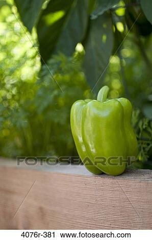 USA, Florida, Jacksonville, Green bell pepper View Large Photo Image Stock Image - USA, Florida, Jacksonville, Green bell pepper. Fotosearch