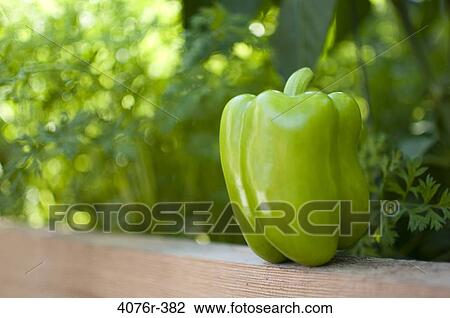USA, Florida, Jacksonville, Green bell pepper View Large Photo Image Stock Image - USA, Florida, Jacksonville, Green bell pepper. Fotosearch