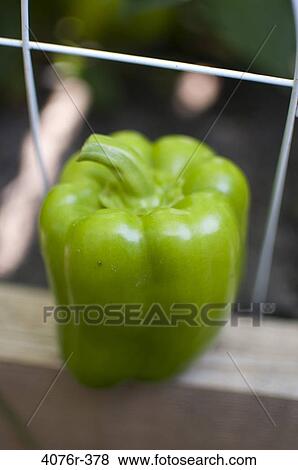 USA, Florida, Jacksonville, Green bell pepper View Large Photo Image Stock Photo - USA, Florida, Jacksonville, Green bell pepper. Fotosearch