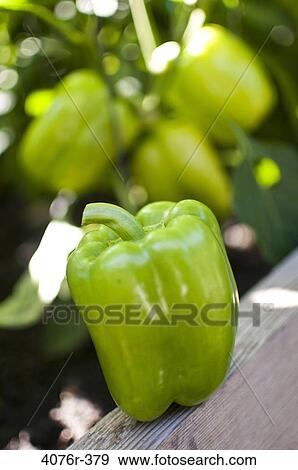 USA, Florida, Jacksonville, Green bell pepper View Large Photo Image Stock Photo - USA, Florida, Jacksonville, Green bell pepper. Fotosearch