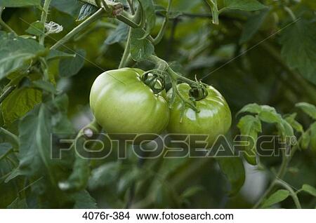 USA, Florida, Jacksonville, Green tomatoes View Large Photo Image Picture - USA, Florida, Jacksonville, Green tomatoes. Fotosearch