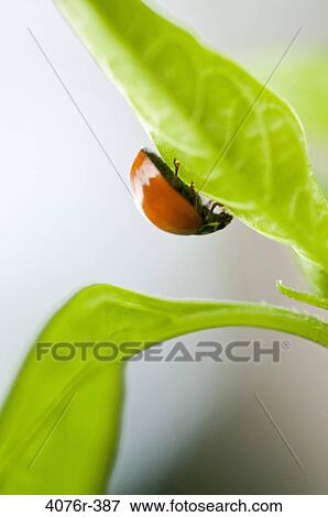 USA, Florida, Jacksonville, Ladybug on leaf View Large Photo Image Stock Photo - USA, Florida, Jacksonville, Ladybug on leaf. Fotosearch