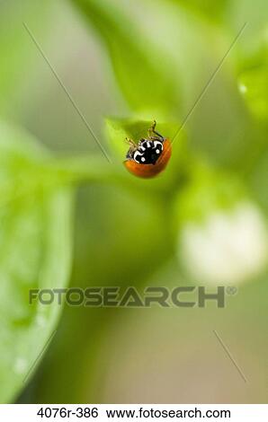 USA, Florida, Jacksonville, Ladybug on leaf View Large Photo Image Stock Photograph - USA, Florida, Jacksonville, Ladybug on leaf. Fotosearch
