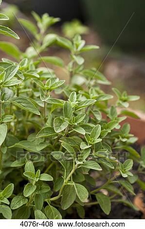 USA, Florida, Jacksonville, Oregano growing in garden View Large Photo Image Stock Photo - USA, Florida, Jacksonville, Oregano growing in garden. Fotosearch