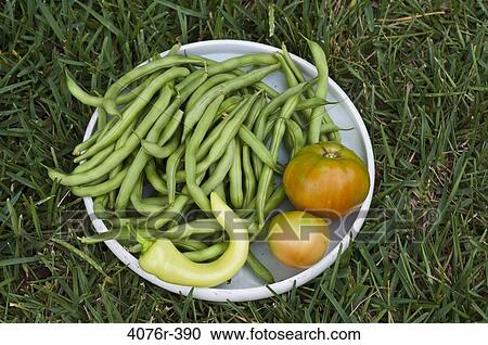 USA, Florida, Jacksonville, Organic vegetables on grass View Large Photo Image Stock Image - USA, Florida, Jacksonville, Organic vegetables on grass. Fotosearch