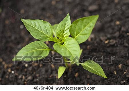 USA, Florida, Jacksonville, Pepper seedling View Large Photo Image Picture - USA, Florida, Jacksonville, Pepper seedling. Fotosearch