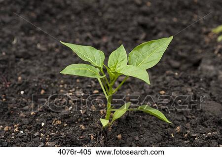 USA, Florida, Jacksonville, Pepper seedling View Large Photo Image Stock Photography - USA, Florida, Jacksonville, Pepper seedling. Fotosearch