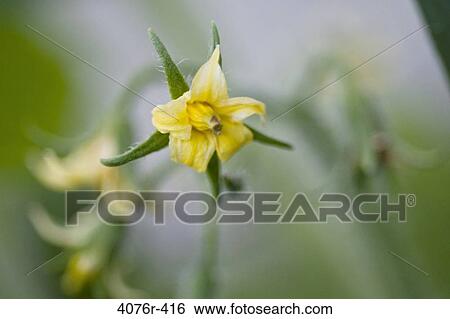 USA, Florida, Jacksonville, Tomato flower growing in garden View Large Photo Image Stock Photograph - USA, Florida, Jacksonville, Tomato flower growing in garden. Fotosearch