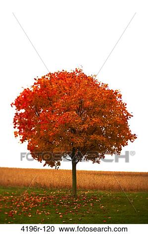Stock Image - USA, Pennsylvania, Hershey, Autumn tree, soybean field in background. Fotosearch