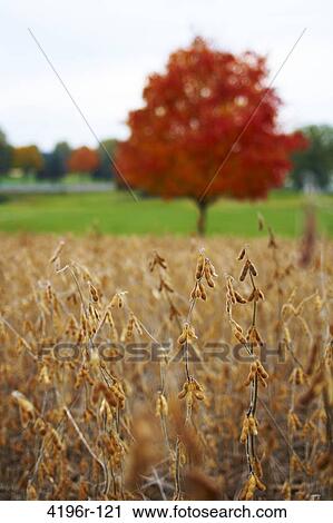 USA, Pennsylvania, Hershey, Close-up of soy beans with red tree in background View Large Photo Image Stock Image - USA, Pennsylvania, Hershey, Close-up of soy beans with red tree in background. Fotosearch