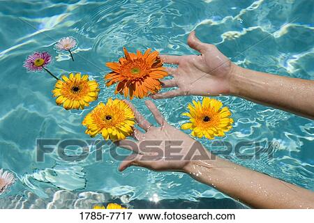 View of a woman's hands touching flowers floating in a swimming pool View Large Photo Image Stock Photo - View of a woman's hands touching flowers floating in a swimming pool. Fotosearch