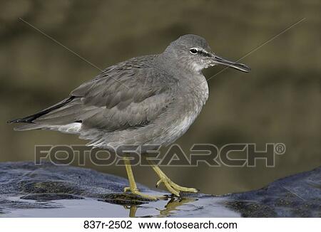 Stock Image - Wandering Tattler standing on the edge of a rock. Fotosearch