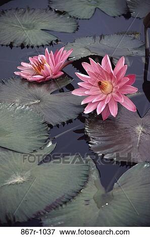 Water lilies in a pond View Large Photo Image Stock Photo - Water lilies in a pond. Fotosearch