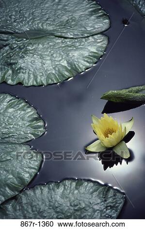 Water lily in a pond View Large Photo Image Stock Image - Water lily in a pond. Fotosearch