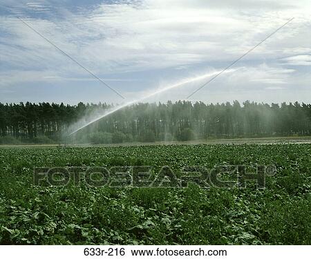 Water sprinklers irrigating a field of crops, Scotland View Large Photo Image Stock Photograph - Water sprinklers irrigating a field of crops, Scotland. Fotosearch