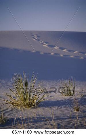 White Sands, New Mexico, USA View Large Photo Image Stock Image - White Sands, New Mexico, USA. Fotosearch