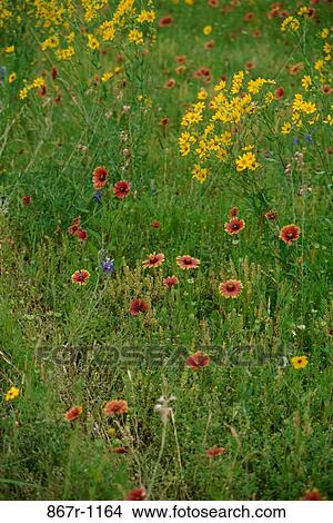 Wildflowers in a field View Large Photo Image Picture - Wildflowers in a field. Fotosearch