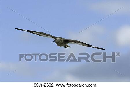 Willet flying in the sky View Large Photo Image Stock Image - Willet flying in the sky. Fotosearch