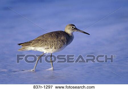 Stock Photo - Willet in water. Fotosearch