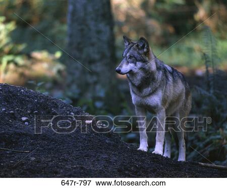 Wolf standing in the forest View Large Photo Image Stock Photo - Wolf standing in the forest. Fotosearch