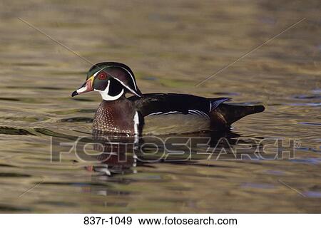 Wood Duck floating on water View Large Photo Image Stock Photo - Wood Duck floating on water. Fotosearch